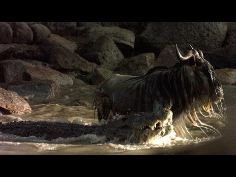 download lagu mp3 mp4 Hippo Hunting, download lagu Hippo Hunting gratis, unduh video klip Hippo Hunting