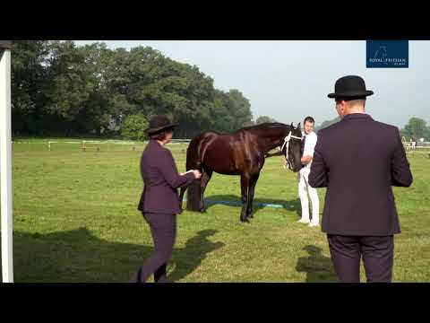 Fokdag Het Friesche Paard Twente Achterhoek 11-8-2021