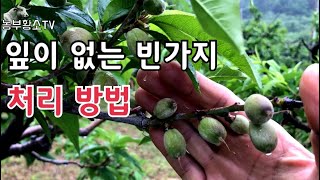 복숭아 적과 / 잎이 없는 빈가지는 어떻하지?