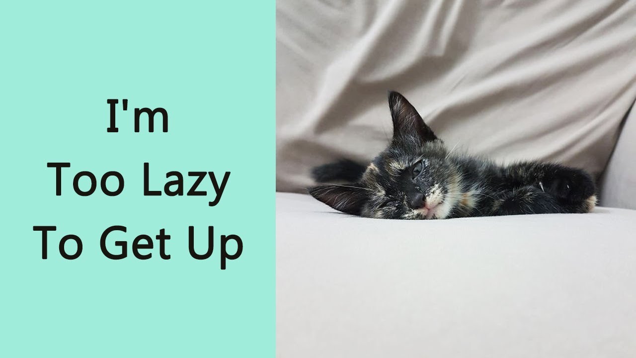 50 Hilariously Dramatic Cats Who Deserve an Oscar