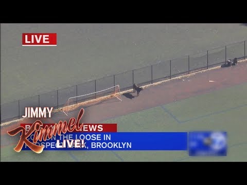 Jimmy Kimmel on Brooklyn Cow’s Great Escape