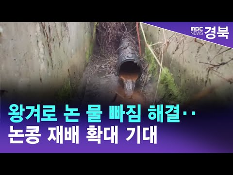, title : 'R]왕겨로 논 물 빠짐 해결‥논콩 재배 확대 기대 / 안동MBC'