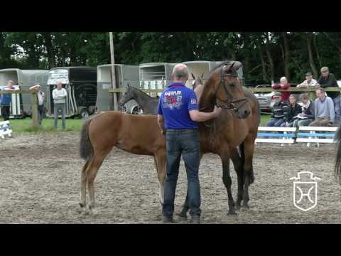 Holsteiner Fohlenchampionat 2016 Schleswig-Flensburg - Stutenring