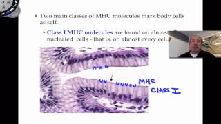 Cell Mediated Response