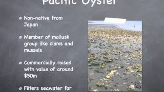 Tolmie State Park Beach