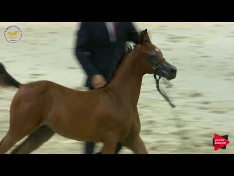 N.120 MARZAN AL HAWAJER - Dubai 2019 - Colt Foals (Class 8)