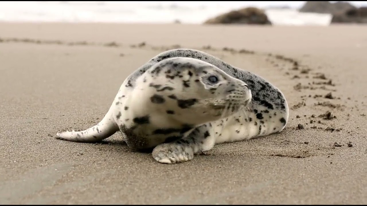 Image Recognition with CNN - Deep Learnings for Business Managers