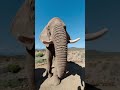 Listen To An Elephant Saying Thank You Sound On Elephant Travel Southafrica Nature