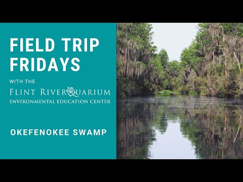 image-What to do in Okefenokee National Refuge?