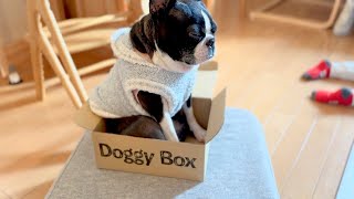あの箱でとうとう寝出すボストンテリア【DoggyBox3月号】