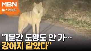 늑구 신고자 공격성 하나도 없던 늑구, 겁이 많은 강아지 같았다 [뉴스와이드]