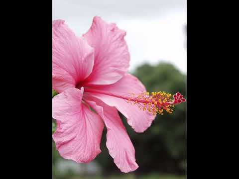 Le coeur où la raison ✨ by yané et smk leea