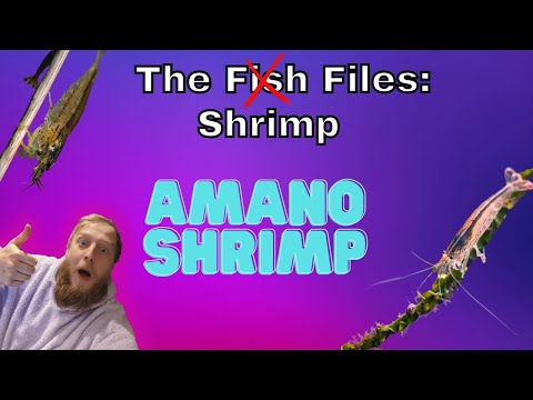 Amano shrimp: EVERYTHING you need to know! Complete care guide.
