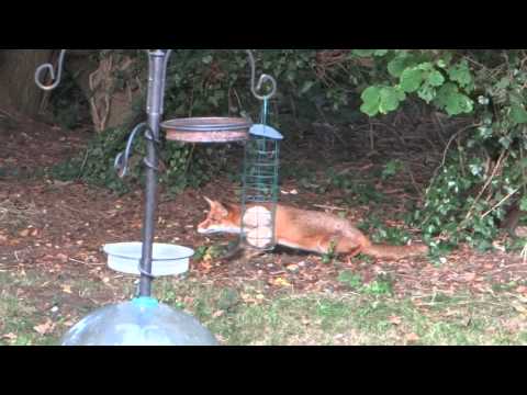 Lillian fox cub hunting