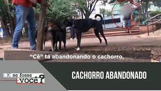 'E se Fosse Você?' Teste social revela reações ao abandono de cães