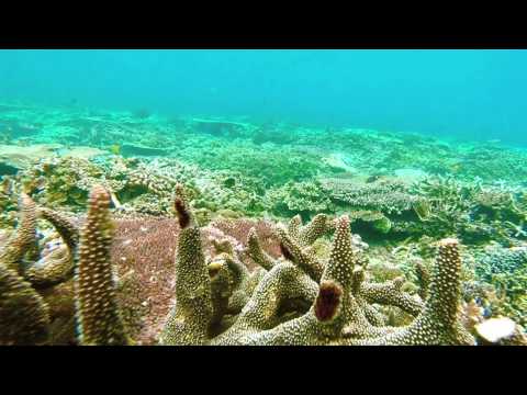 Breathe the Ocean - Electric Zeus