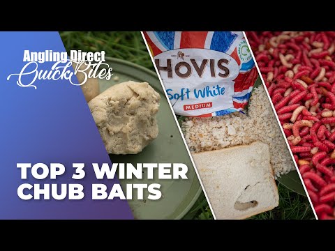 Top 3 Winterköder für Döbel - Coarse Fishing Quickbite