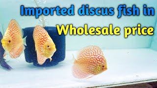 Discus Fish Wholesale Prices in Discus Magic Greater Kailash New Delhi || Best Discus Fish Store
