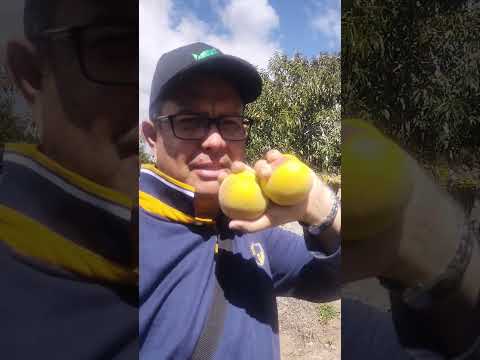 La cosecha de durazno de un amigo de Susacón Boyacá