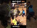 Trending Bull Catching Horihabba