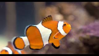 Download lagu Angel Lover - Journeyman mp3