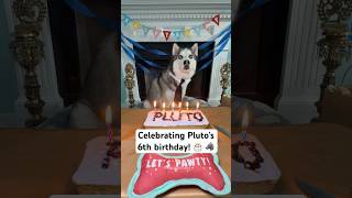 Celebrating Pluto’s 6th birthday! 🥹🩵#dogbirthday #sweetdog #doglove #dogmom #doglife #dogshorts