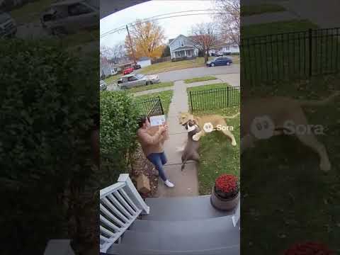 Brave Pitbull Fights Off Lion to Save Owner /Sora AI