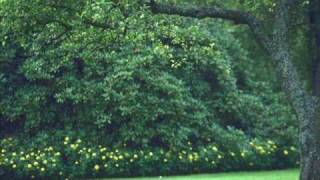 Çayır İnce Biçemedim