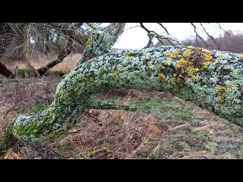 Natur auf der Spur in Dessau - Wie unterscheidet man Moose, Pilze und Flechten?