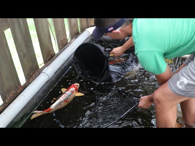 SAVED THIS KOI FROM POND WRECKERS