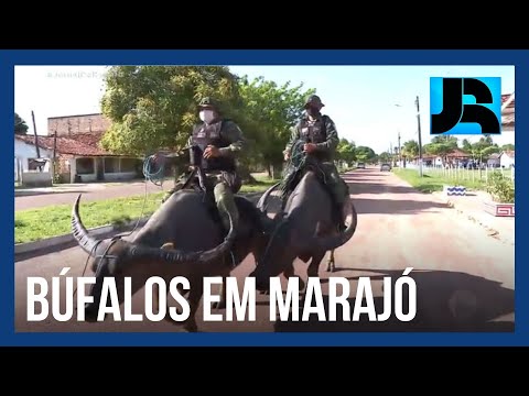 Marajó: cidade da ilha tem a única polícia montada em búfalos do país