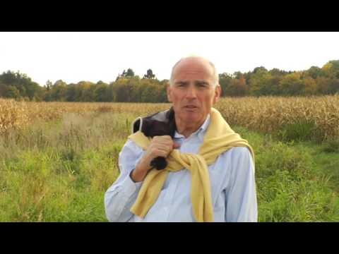 Maisanbau - Gefahr für Fische und Flüsse