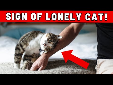11 Signs Your Cat is Lonely