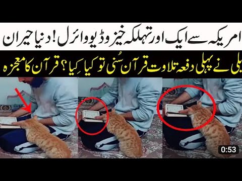 Subhan Allah // See how cat react when listen Quran first time // Animal quran reaction video