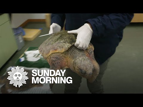 Rescuing sea turtles
