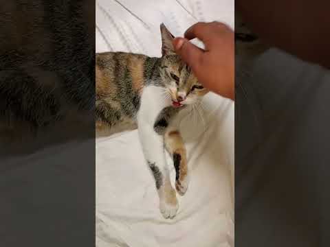 #animal lovers Sujatha Carestraypaws Street cat lovers #YouTube channel#save the Street 🐈😺