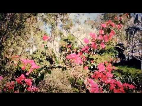 Te Pido Sabiduría (Video Lyrics) / Música Católica - Cánovas