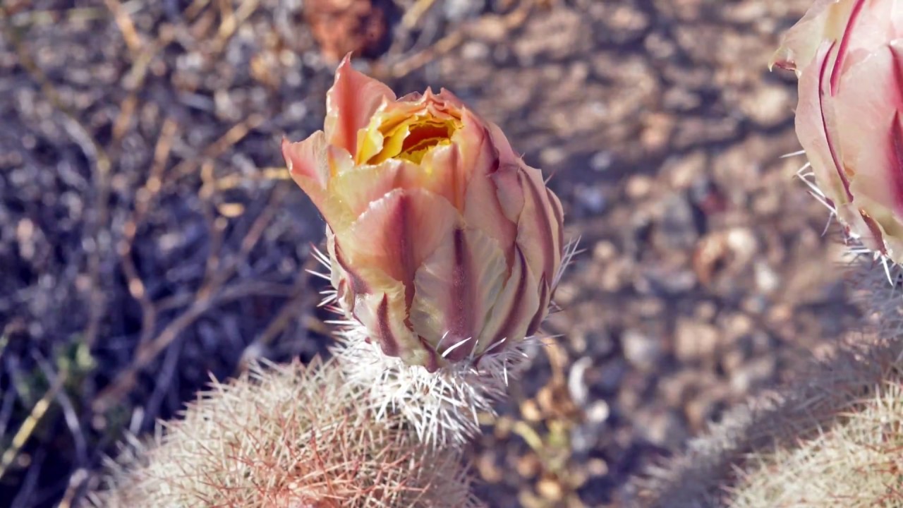 Rainbow Cactus Bloom