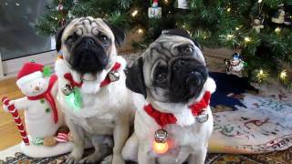 Christmas Pug Head Tilt