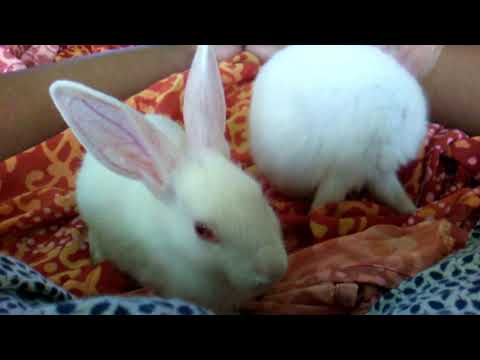 Saptarshi.  Saha  video. Land