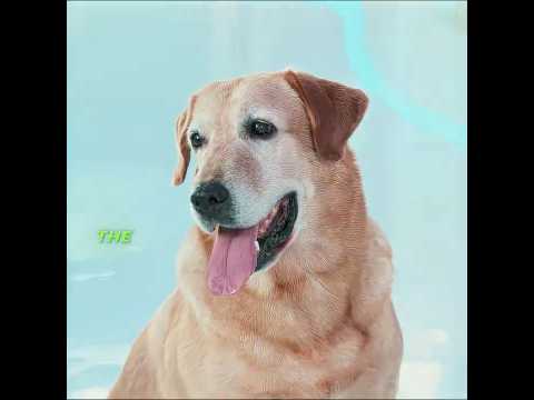 The Dog Repeated My Father’s Gesture🐶💍😭