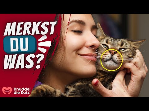 6 überraschende Angewohnheiten unglücklicher Katzen