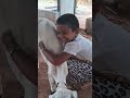 She Loves Animal Sengasoolakara Engathalamura Vaagaisoodava Animal Goatlove Goatlife Village