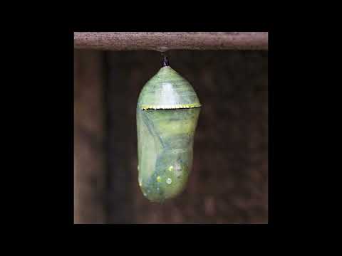 SCP-200   Chrysalis