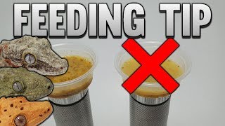 You've Been Feeding Your Crested Gecko Wrong!