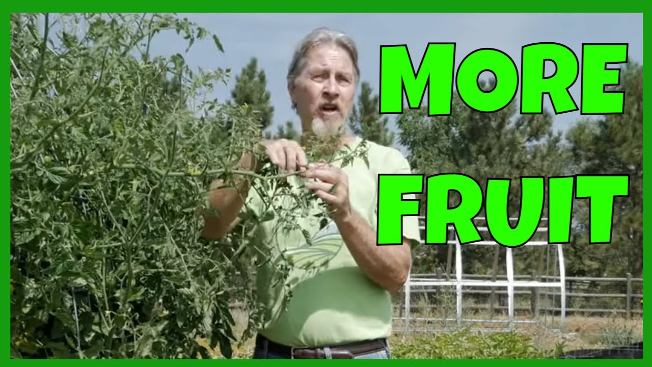 How to Top Tomatoes (Why, When, How)