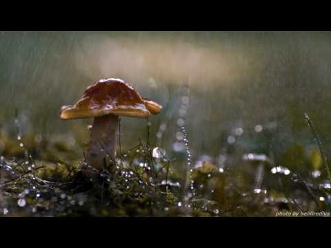 Ace Da Brain -  Magic Waters