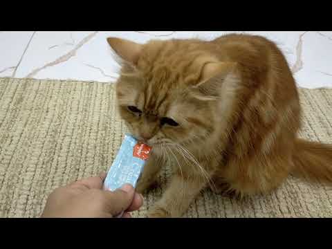 Cat's Treat|#cute #cat #kitten