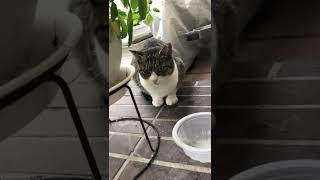 カメラとの間合いが気になる野良猫#shorts #ショート
