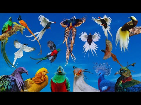 As Mais Belas Aves do Mundo  / Parte 1 /  Mini Documentário